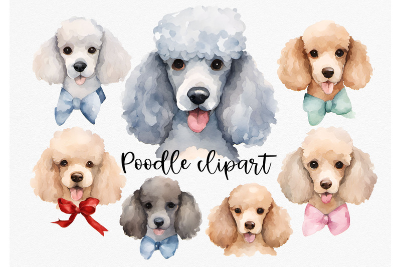 watercolor-poodle-clipart-set-of-7-png-graphics-on-transparent-backgr