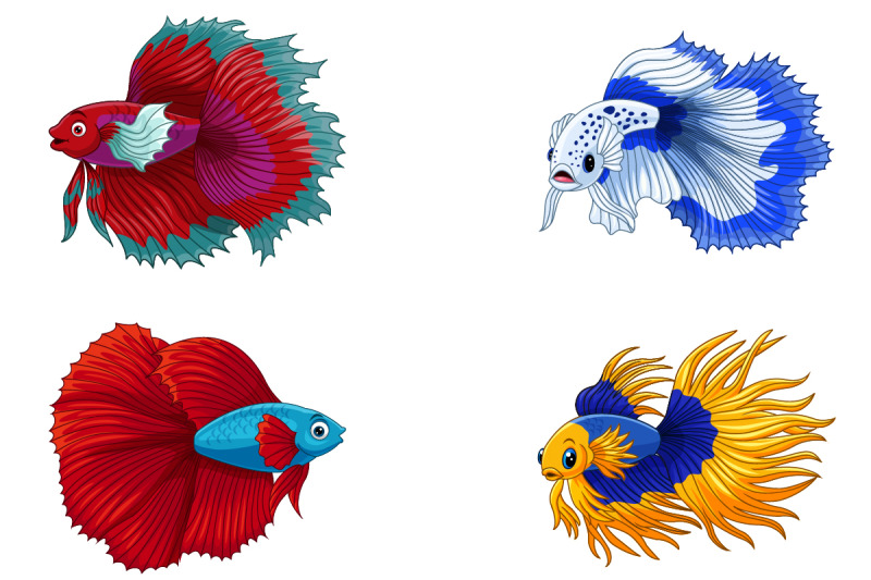 set-of-four-siamese-fighting-fish-collection