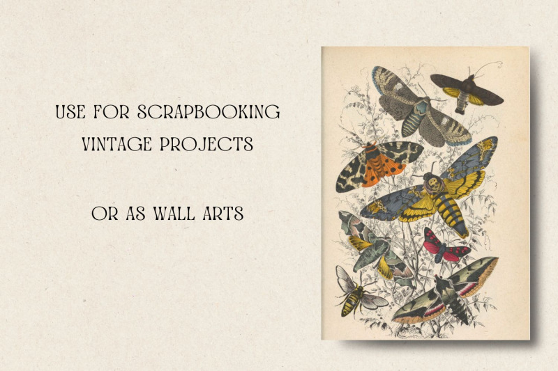 vintage-butterflies-vintage-cards