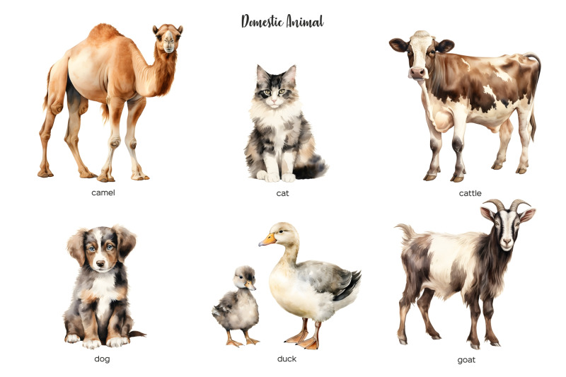 watercolor-domestic-animal-clipart-livestock-clipart