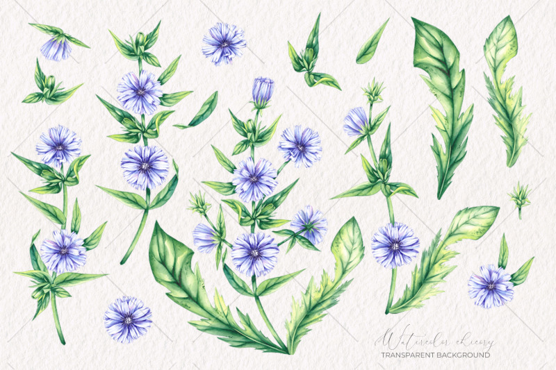 watercolor-chicory-flowers-clipart-png