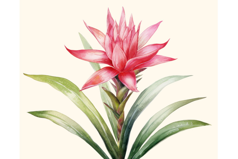 floral-exotic-clipart-without-background-guzmania-pattern-and-element