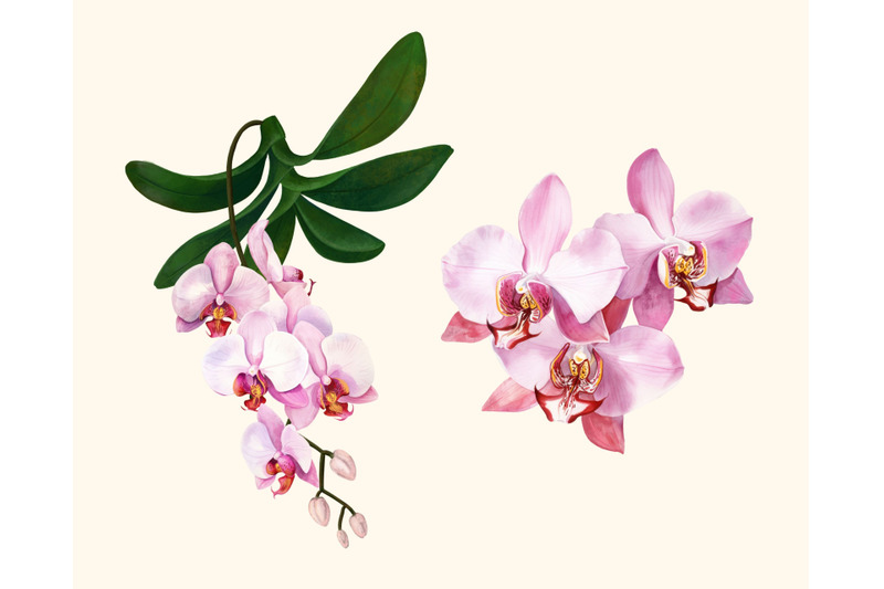 orchids-pattern-and-elements-floral-exotic-clipart-without-background