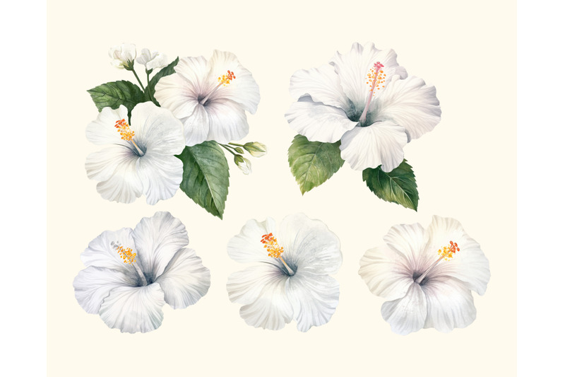 hibiscus-pattern-and-elements-floral-exotic-clipart-without-backgroun