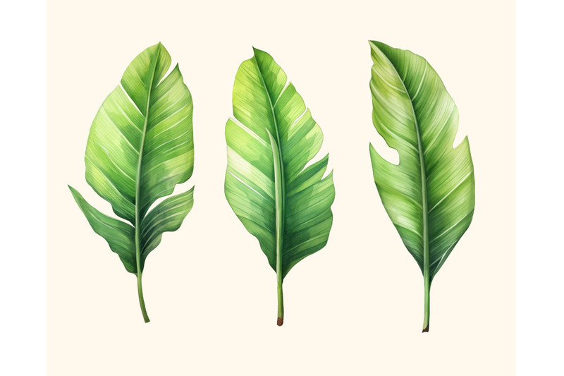 tropical-leaves-patterns-and-elements-floral-exotic-clipart-without-b
