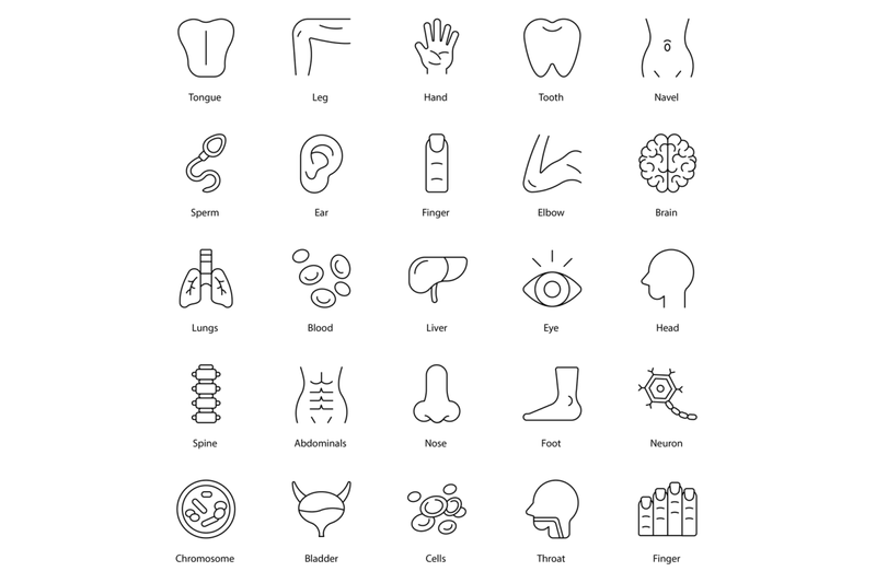 human-body-icon-set