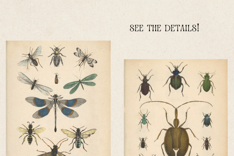 real-vintage-beetles-and-insects-cards