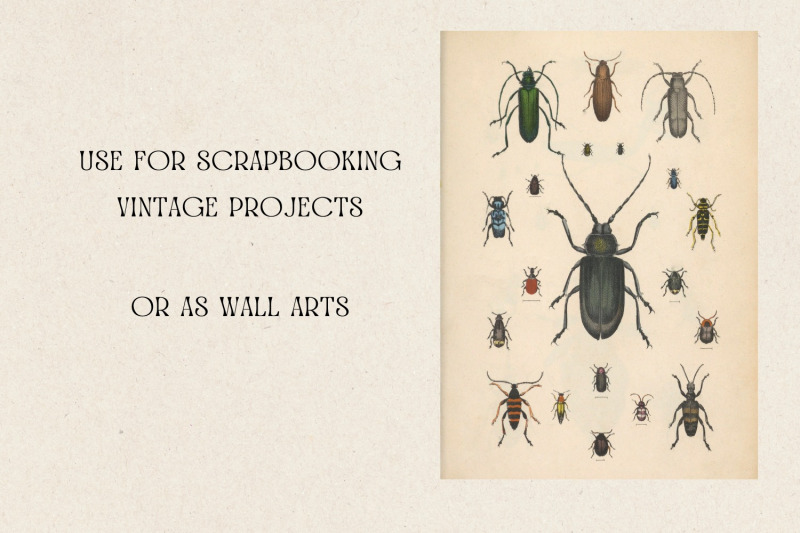 real-vintage-beetles-and-insects-cards