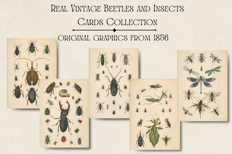 real-vintage-beetles-and-insects-cards