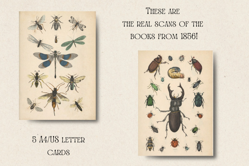 real-vintage-beetles-and-insects-cards