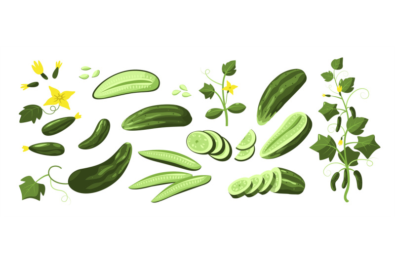 sliced-cucumber-collection-fresh-organic-whole-pieces-plant-food-nutr