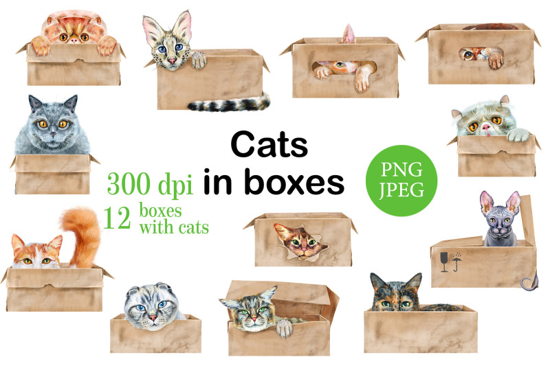 cats-in-boxes