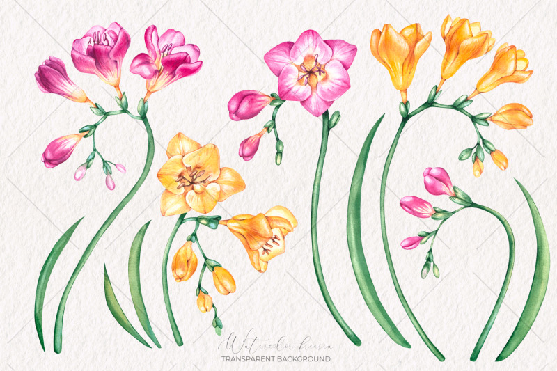 watercolor-freesia-flowers-clipart-png