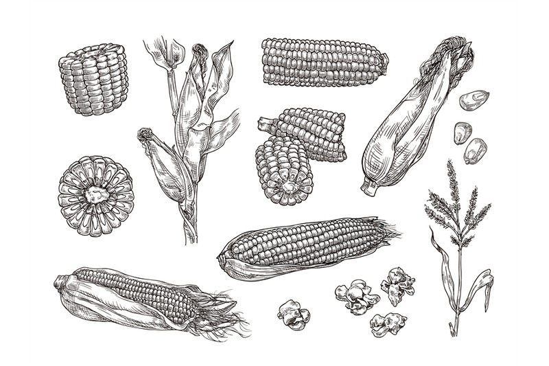 hand-drawn-sweet-corn-maize-plant-engraving-corn-cobs-and-sketch-pop