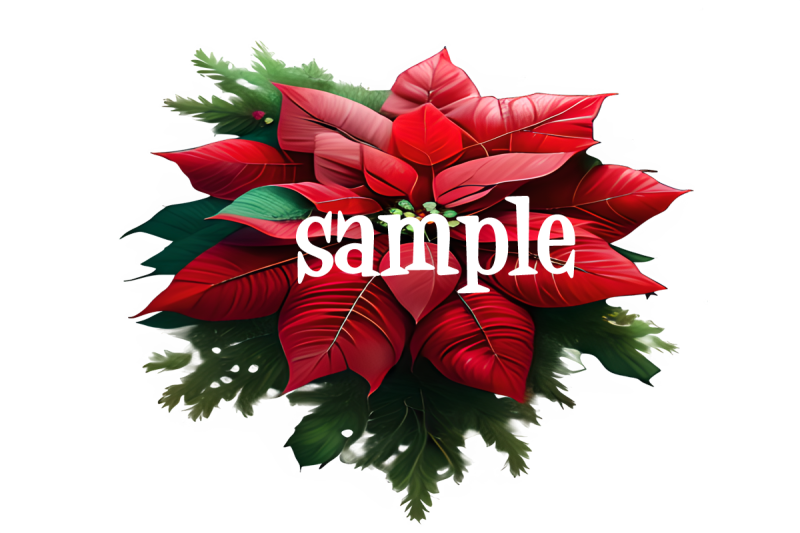 christmas-poinsettia-graphics-png