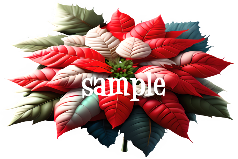 christmas-poinsettia-graphics-png