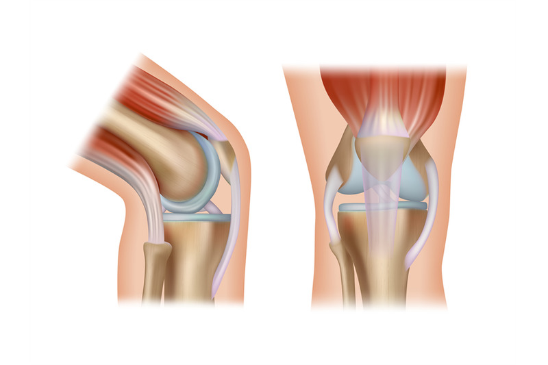 knee-anatomy-realistic-medical-placard-with-side-views-of-human-healt