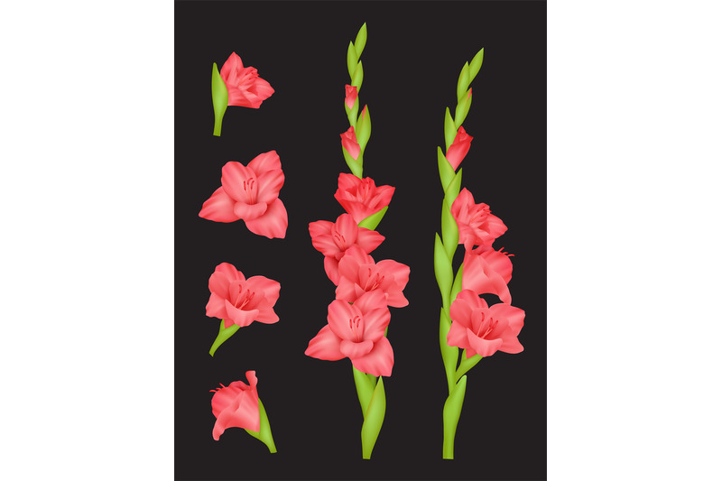 gladiolus-beautiful-flowers-colourful-red-buds-decent-vector-realisti