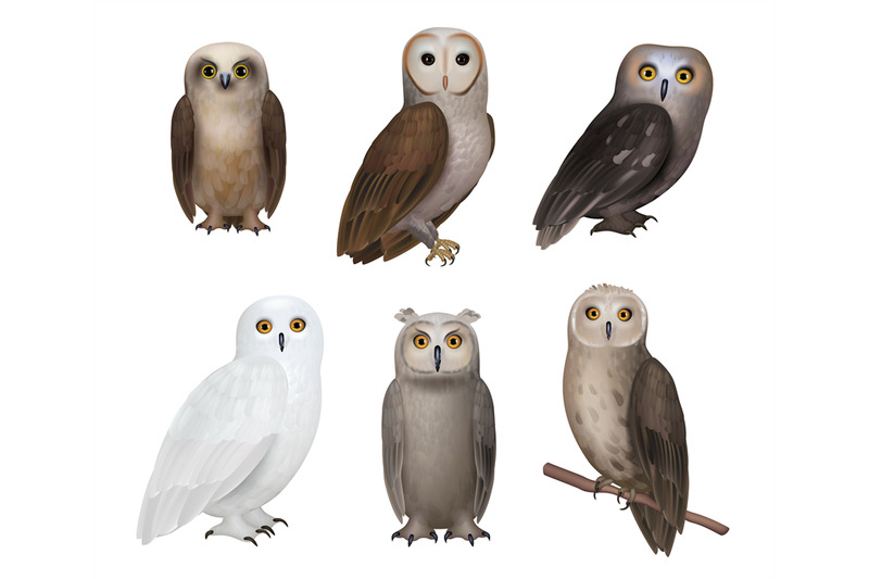 owls-birds-wild-night-birds-with-colorful-feathers-decent-vector-wisd