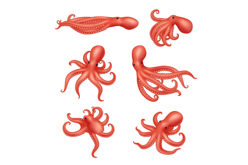 octopus-underwater-ocean-creature-decent-vector-aquatic-squid-realist