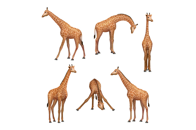 giraffe-wild-african-animals-standing-giraffe-decent-vector-realistic