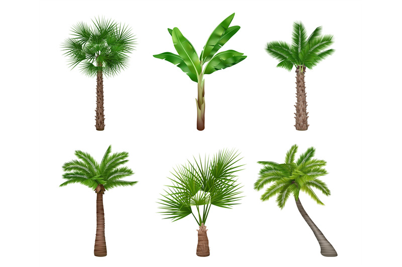 palm-tree-realistic-exotically-trees-collection-decent-vector-picture