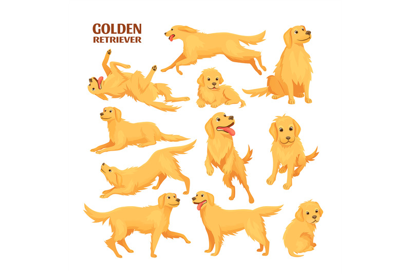 golden-retriever-funny-labrador-baby-pet-cute-labradors-sitting-jump