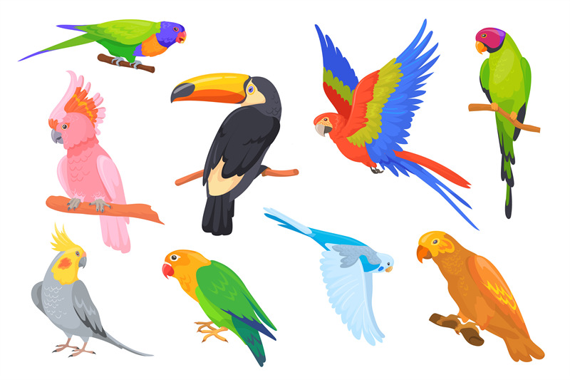 exotic-pretty-parrots-cartoon-parrot-of-tropical-brazil-amazon-jungle