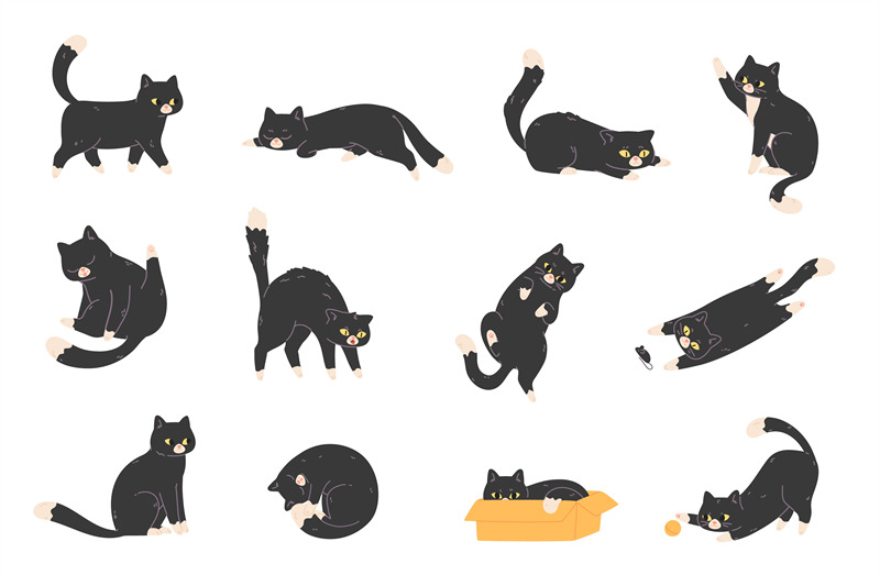 black-cats-poses-walking-pussycat-in-different-pose-behavior-stretch