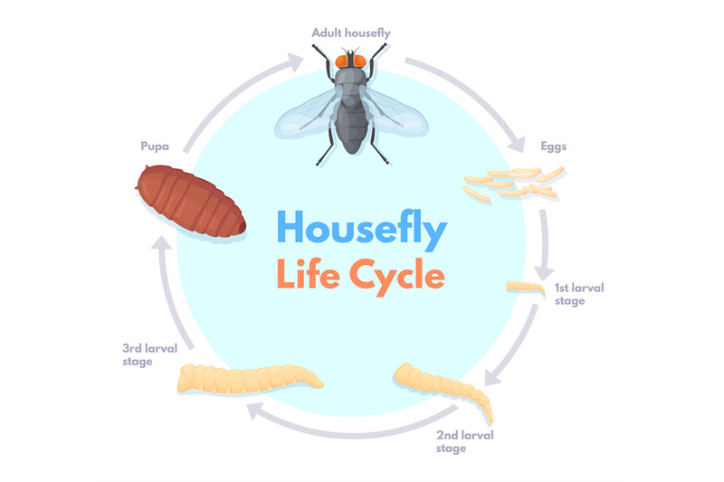 housefly-life-cycle-vinegar-houseflies-eggs-transform-to-pupa-and-fly