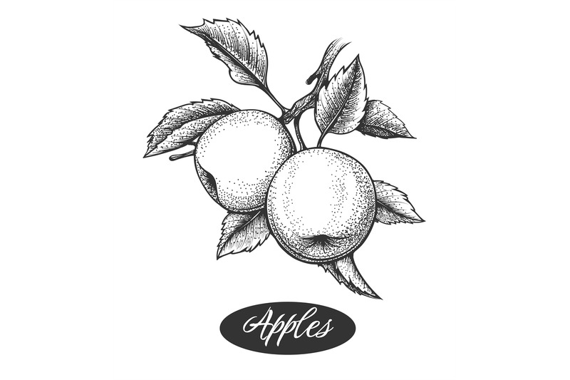 apple-branch-etching