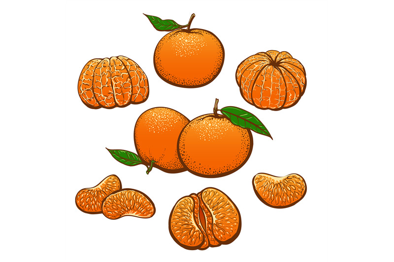 color-drawn-mandarin