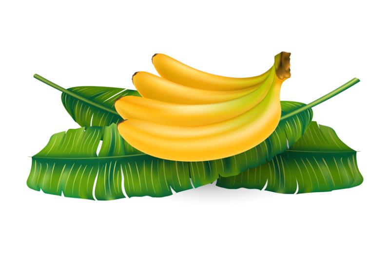 realistic-banana-fruit-and-leaf