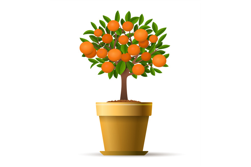 decorative-tangerine-tree