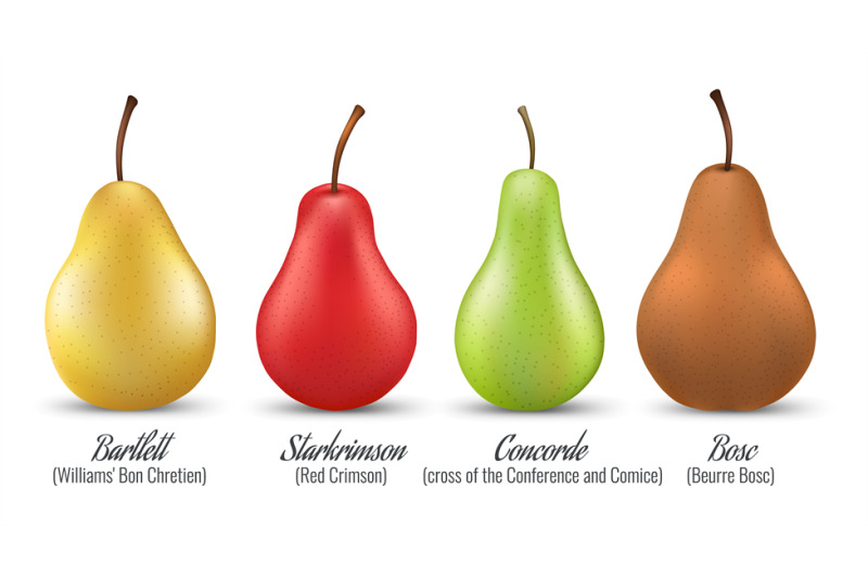pears-varieties-set