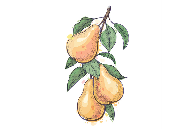 handdrawn-pear-branch