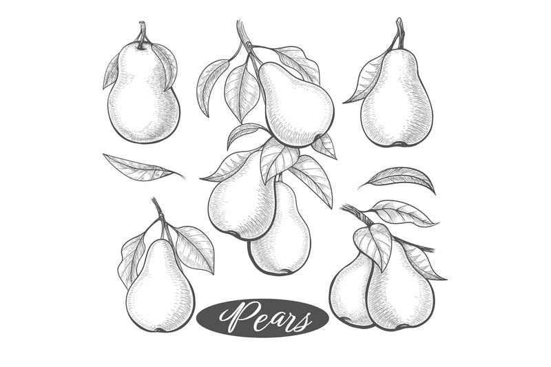 pears-vintage-sketch