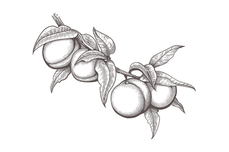 engraved-peach-branch