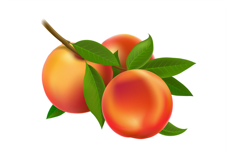 botanical-peach-branch