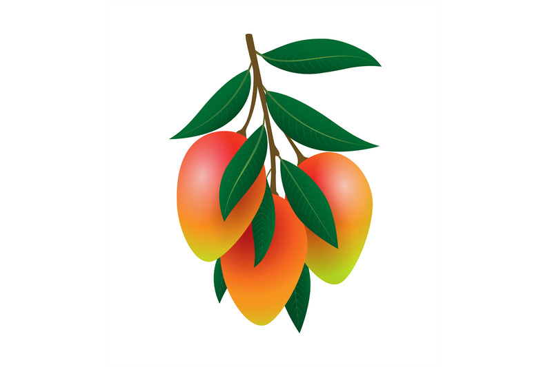 colour-mangoes-branch