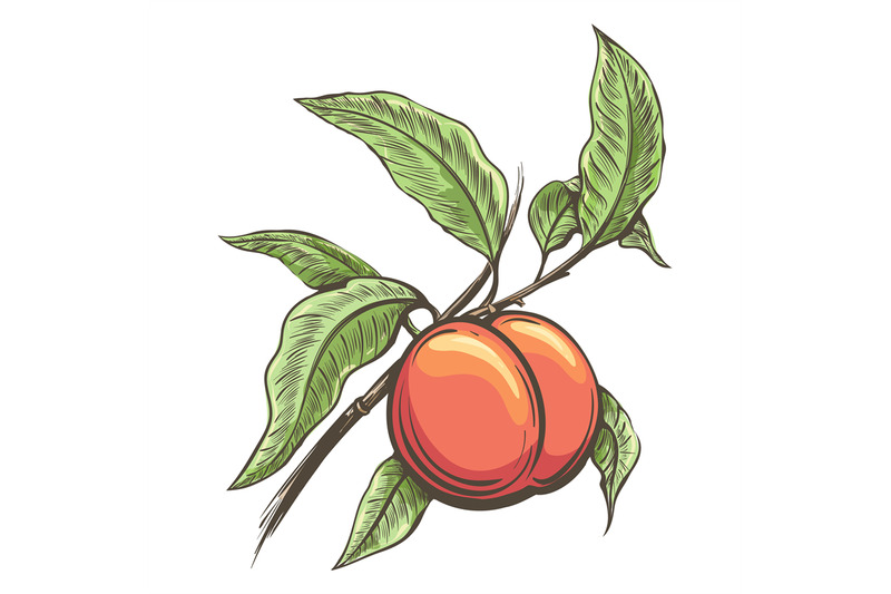 peach-branch-sketch