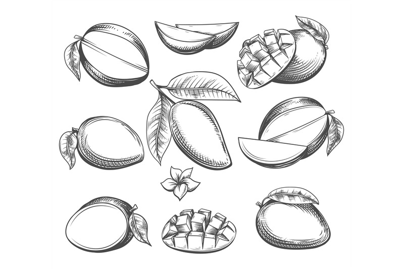 mango-fruits-engraving