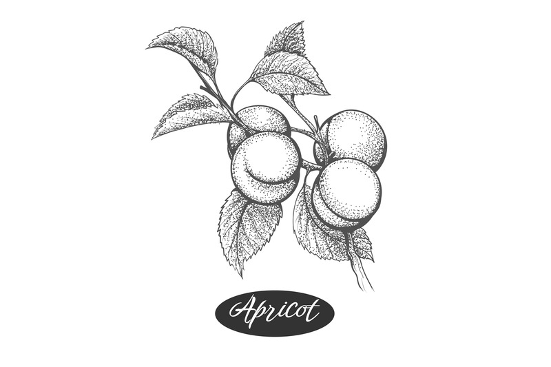 apricots-engraving-branch