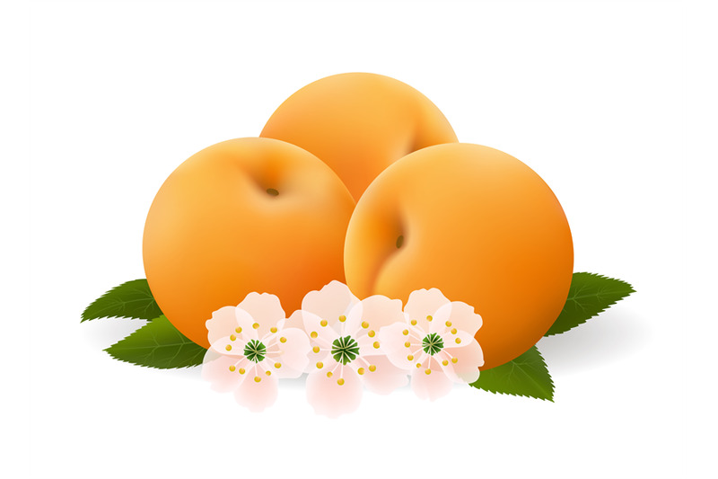 apricot-fruits-and-flowers