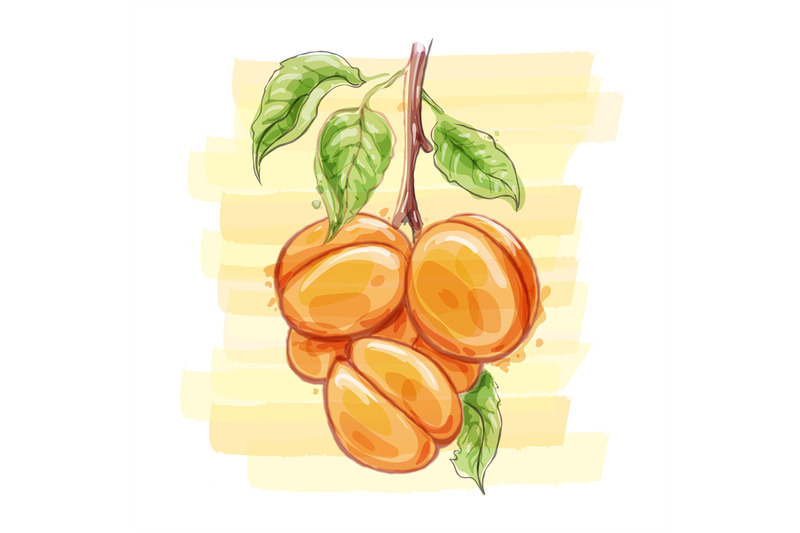 apricots-watercolor-sketch