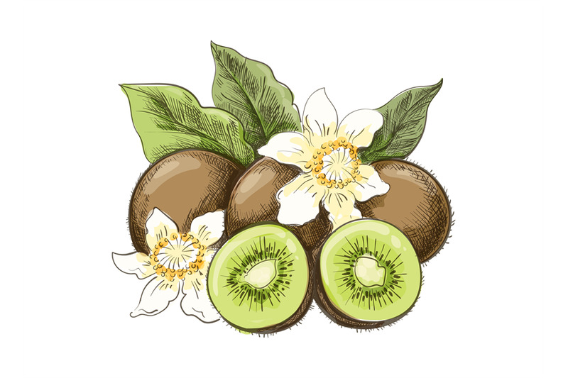 kiwi-fruit-colour-sketch