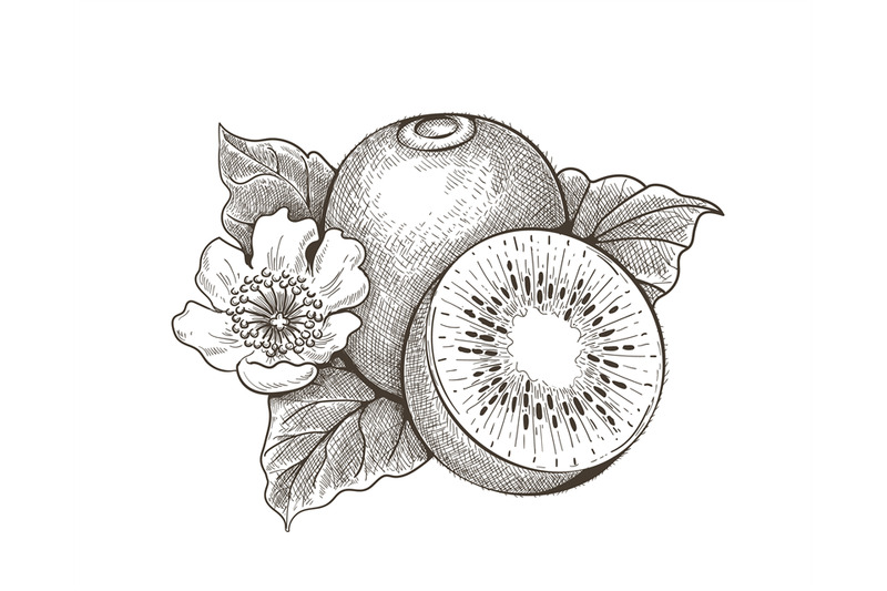 kiwi-with-leaves-engraving