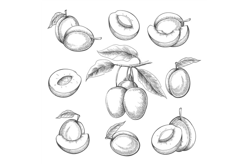 plum-fruits-engraved