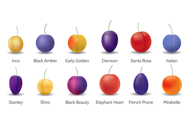 plum-varieties-on-white-background