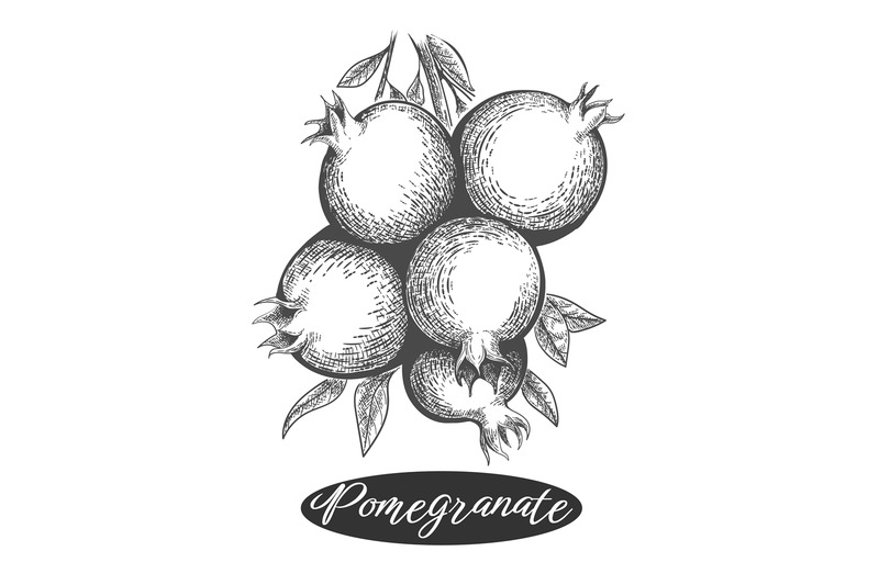 pomegranate-vintage-drawing